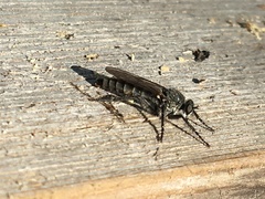 Lasiopogon