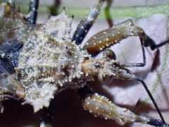 Centrocnemis