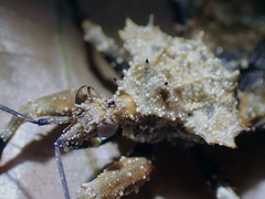 Centrocnemis