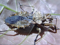 Centrocnemis