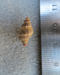 Paciocinebrina gracillima