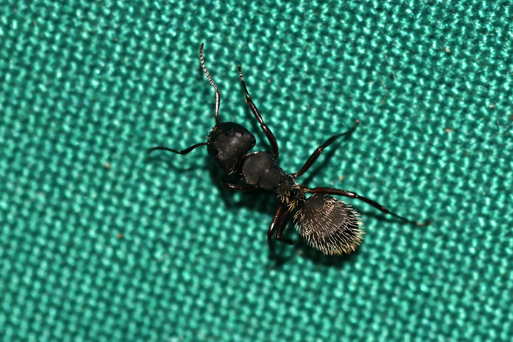 Myrmisolepis
