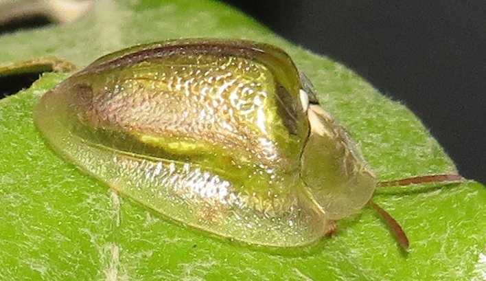 Basipta