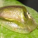 Green Tortoise Beetle - Photo (c) magdastlucia, some rights reserved (CC BY-NC), uploaded by magdastlucia