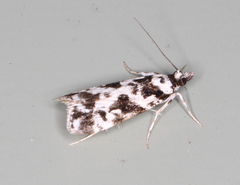 Eudonia aphrodes