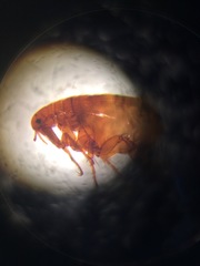 Siphonaptera