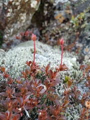 Rhododendron redowskianum