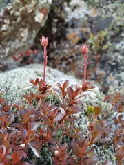 Rhododendron redowskianum