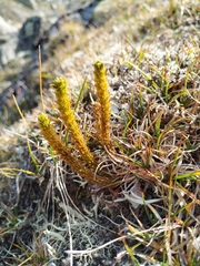 Huperzia appressa