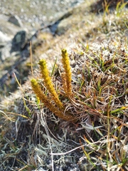 Huperzia appressa