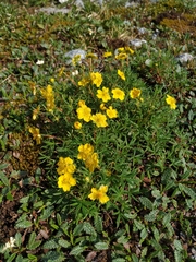 Potentilla biflora