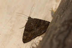 Lepidoptera
