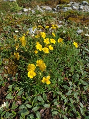 Potentilla biflora