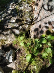 Micranthes nelsoniana aestivalis