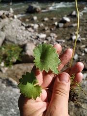 Micranthes nelsoniana aestivalis