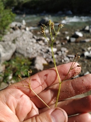 Micranthes nelsoniana aestivalis