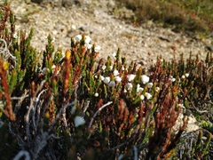 Cassiope ericoides
