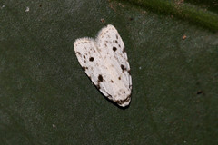 Lepidoptera