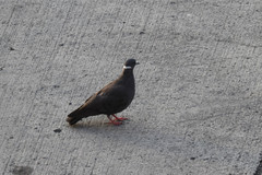 Columba albitorques