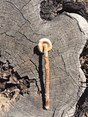 Battarreoides diguetii