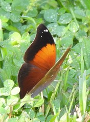 Doleschallia bisaltide australis