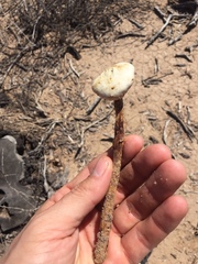 Battarreoides diguetii