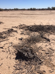 Battarreoides diguetii