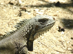Iguana iguana