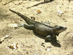 Iguana iguana