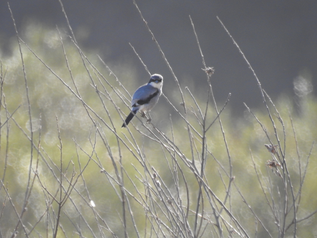 Island Loggerhead Shrike