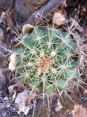 Ferocactus alamosanus
