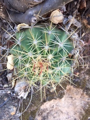 Ferocactus alamosanus