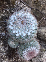 Mammillaria standleyi
