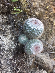 Mammillaria standleyi