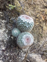 Mammillaria standleyi