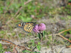 Danaus plexippus