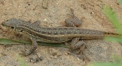 Meroles squamulosus