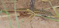 Meroles squamulosus