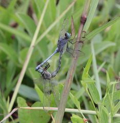 Orthetrum brachiale