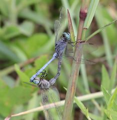 Orthetrum brachiale