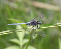 Orthetrum chrysostigma