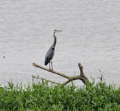 Ardea herodias