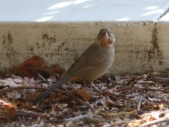 Melozone crissalis