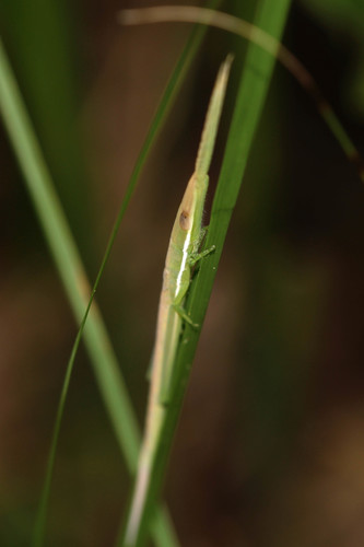 Xenippa elegans