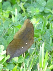 Doleschallia bisaltide australis