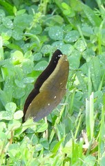 Doleschallia bisaltide australis