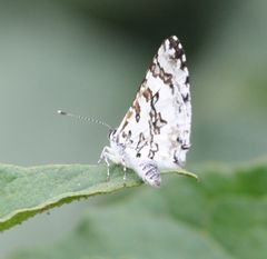 Uranothauma vansomereni