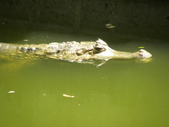 Caiman crocodilus