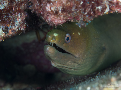 Chestnut Moray