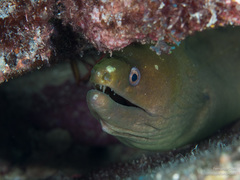 Gymnothorax castaneus